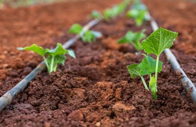 Crop damage and rising livestock feed costs linked to prolonged dry conditions and extreme temperatures since 2025. Photo credit: Unsplash