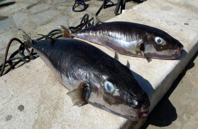 Authorities say swimmers face no unusual risk as efforts continue to reduce the fish's impact on Cyprus fisheries. Photo credit: Carlos Jiminez 
