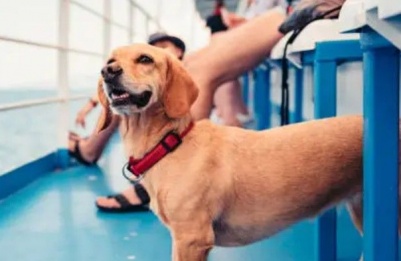Ferry passengers should also be aware of transport requirements before traveling with pets. Photo credit: Unsplash