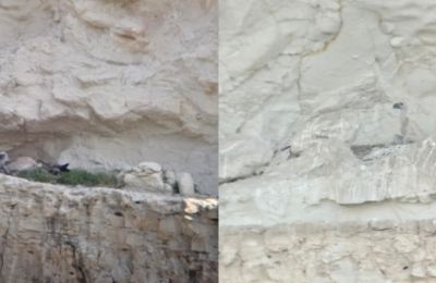 Most of the breeding vultures were released from Spain through a conservation program, while threats including poisoned bait and electrocution continue to endanger the species.