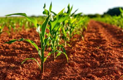 The measures aim to protect food production and ease pressure on prices as high fertilizer and energy costs continue across Europe. Photo credit: Unsplash