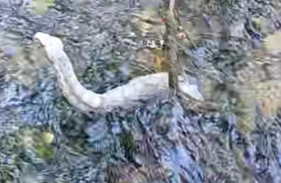 Photo screen grab from video, courtesy Giannis Angeli