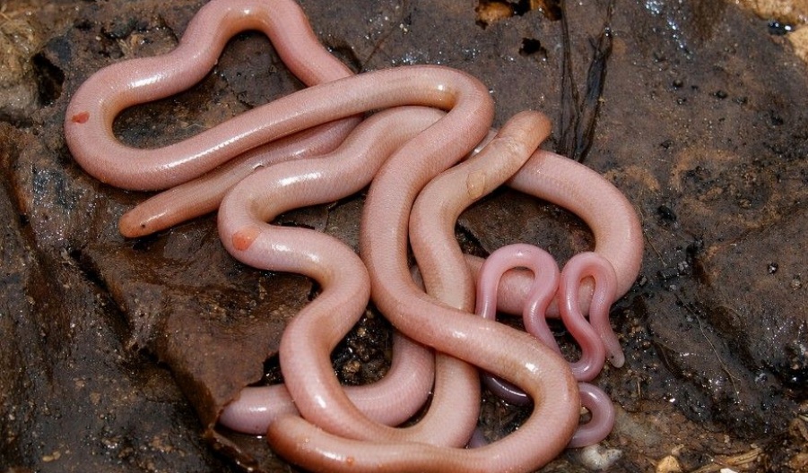 By helping control rodent populations, snakes contribute to healthier ecosystems and support Cyprus' biodiversity. Photo credit: @DepartmentOfForests Facebook