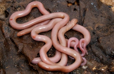 By helping control rodent populations, snakes contribute to healthier ecosystems and support Cyprus' biodiversity. Photo credit: @DepartmentOfForests Facebook