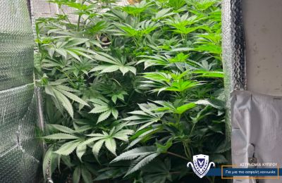 Police find cannabis plants towering nearly two meters inside Nicosia home