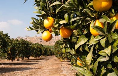 Union calls for annual irrigation planning instead of a three-year strategy. Photo credit: Unsplash
