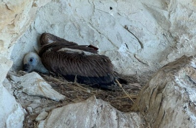 Initiative will strengthen conservation efforts for the Griffon Vulture, Bonelli’s Eagle and Egyptian Vulture while improving wildlife crime investigations. Photo credit: @BirdLifeCyprus Facebook