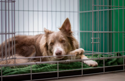 Leaving your dog at a pet hotel? Soon you may know if it is licensed