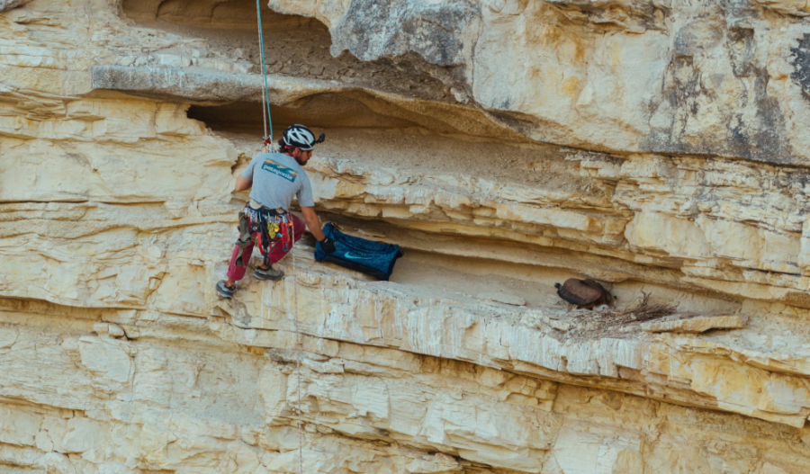 Hanging from a cliff to give Cyprus’ newest vulture a fighting chance (images)