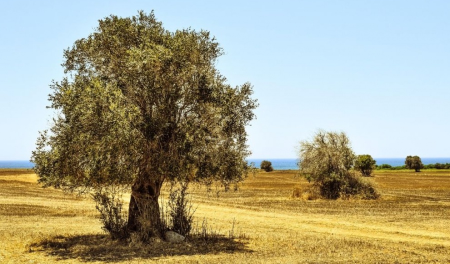 The plan includes 11 actions to boost agriculture’s contribution to the economy through 2029. Photo credit: Pixabay/Dimitris Vetsikas