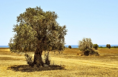 The plan includes 11 actions to boost agriculture’s contribution to the economy through 2029. Photo credit: Pixabay/Dimitris Vetsikas