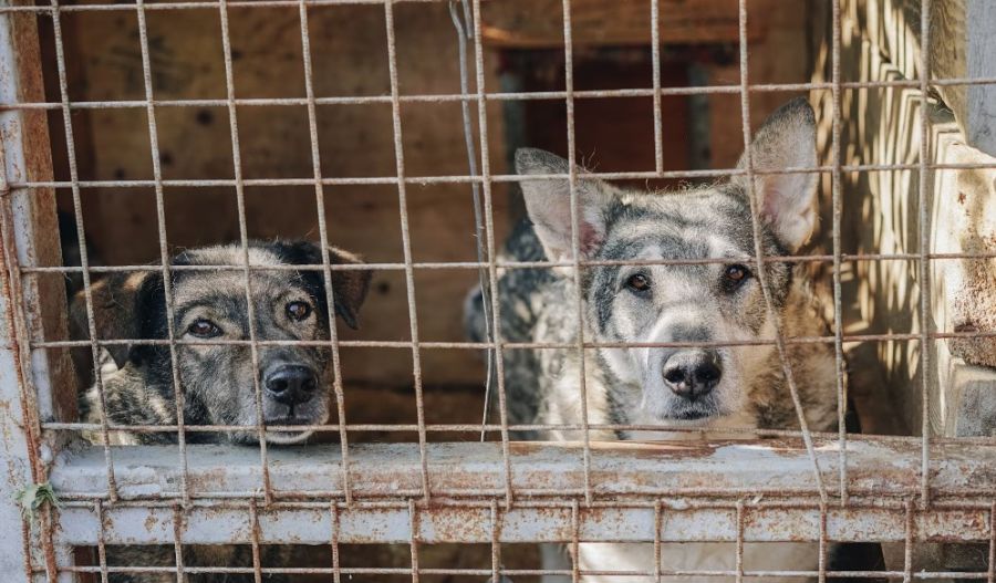 No more room for ‘just one more’: Paphos plans €250,000 shelter for strays