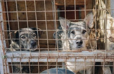 No more room for ‘just one more’: Paphos plans €250,000 shelter for strays
