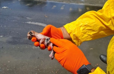 Colleague with nursing cat takes kitten into care. Photo credit: EOA Nicosia Facebook