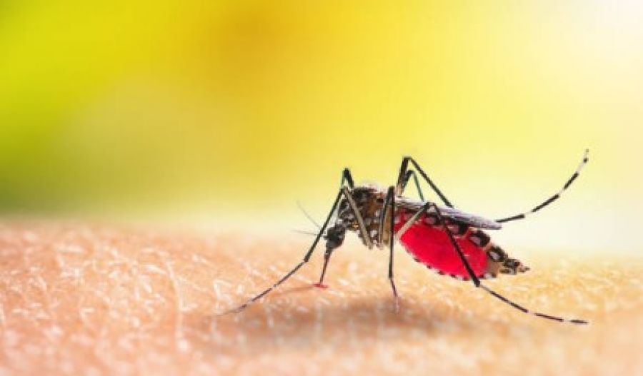 Authorities step up mosquito control and surveillance following confirmed infection. File photo Unsplash