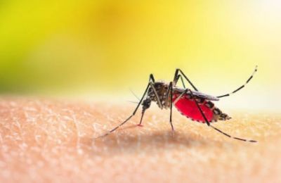 Authorities step up mosquito control and surveillance following confirmed infection. File photo Unsplash