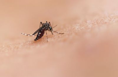 Is Cyprus ready for its mosquitoes?