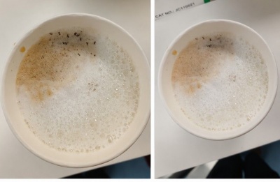 One visitor got a little more than caffeine after discovering a swarm of ants in their drink.