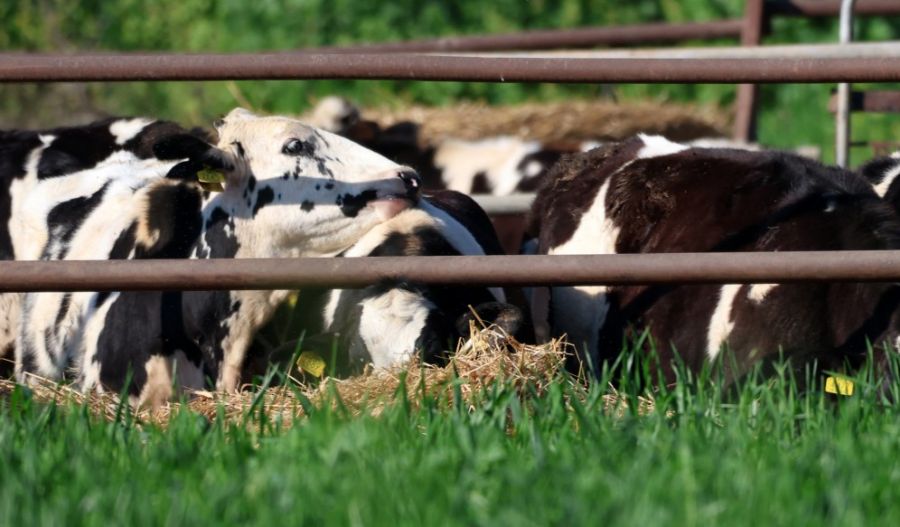 €610 million plan to rebuild Cyprus livestock farming