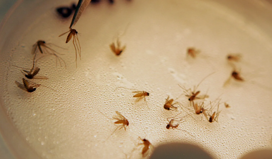 Cyprus records first West Nile death as cases rise to 10