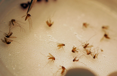 Cyprus records first West Nile death as cases rise to 10