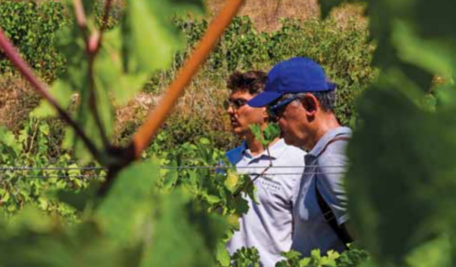 Half the Xynisteri crop may be lost—but your bottle should not cost more