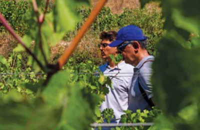 Half the Xynisteri crop may be lost—but your bottle should not cost more