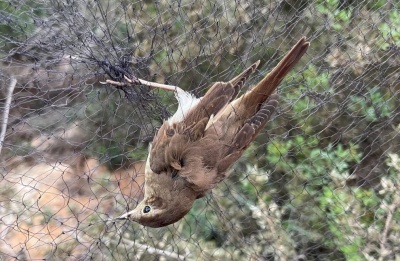 Anti-poaching officers uncover five nets and a device used to imitate bird calls in a prohibited hunting area. Photo credit: @BirdLifeCyprus Facebook