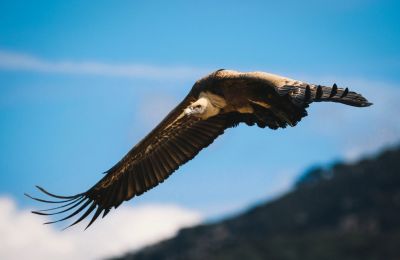 Conservation efforts continue as poisoning, electrocution and power lines remain major threats. Photo credit: Silvio A. Rusmigo/BirdLife Cyprus Facebook