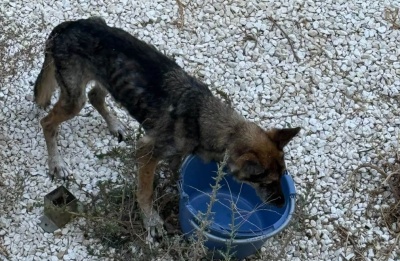 Repeated calls to Animal Police and other services have so far failed to bring the response she is seeking. Photos and video from: @takemehomecy/@miszelka.federowiicz Facebook