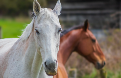 Five horses catch West Nile virus in Paralimni, but the real concern is mosquitoes