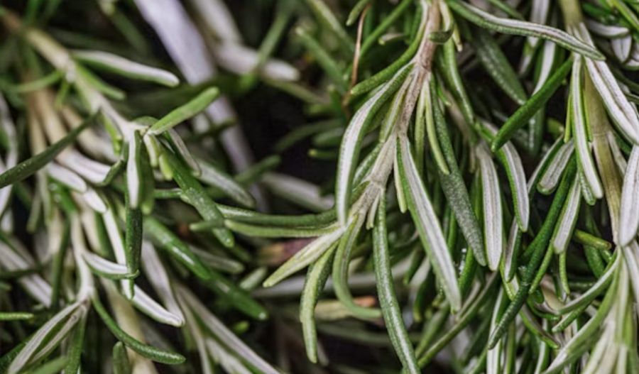 Scientists are exploring rosemary’s potential role in supporting memory and protecting brain health. Photo credit: Unsplash