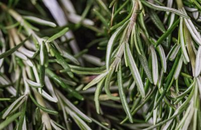 Scientists are exploring rosemary’s potential role in supporting memory and protecting brain health. Photo credit: Unsplash