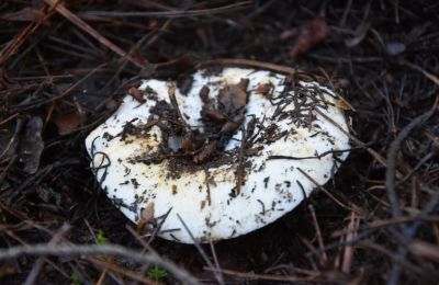 Public urged to collect only known edible species and leave young mushrooms and leaf litter undisturbed. Photo credit: Department of Forests Facebook