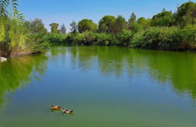 Bird flu detected in goose at Athalassa park