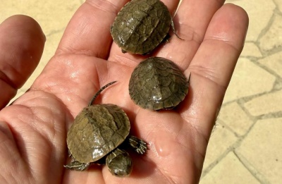 Conservation program aims to strengthen the species’ population and protect its threatened freshwater habitats. Photo credit: Department of Forests Facebook