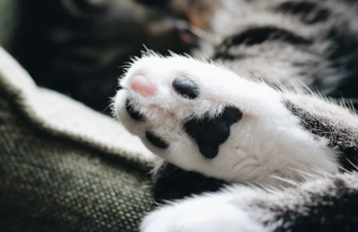 Cat found dead near Paphos home had 13 gunshot wounds
