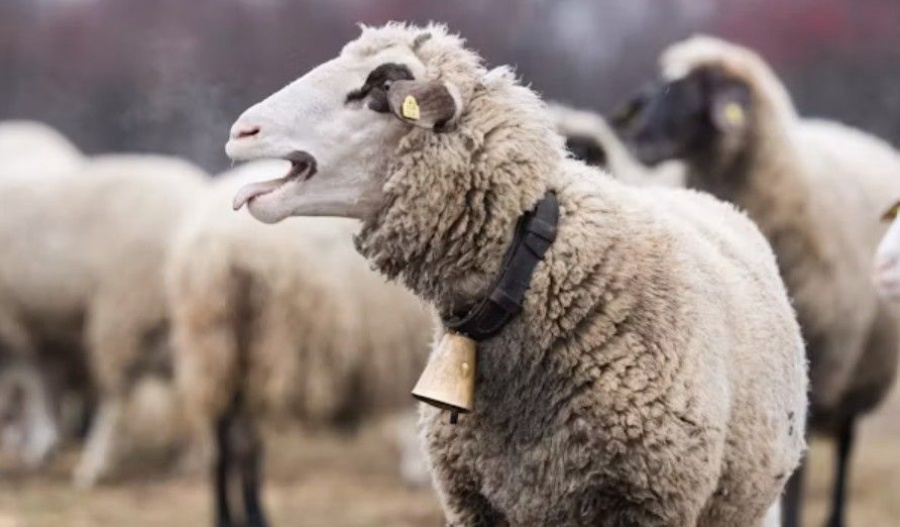 The disease affects ruminants but does not pose a risk to human health. Photo credit: Unsplash