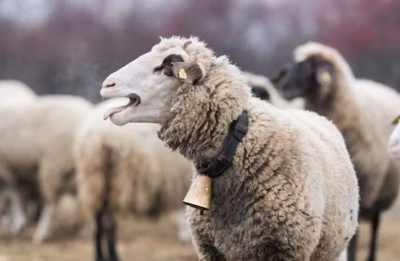 The disease affects ruminants but does not pose a risk to human health. Photo credit: Unsplash