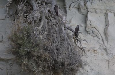 More than 50 European shags also spotted during annual survey. Photo credit: BFBS Cyprus Medium